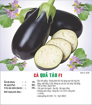 Hạt giống cà quả táo F1 - cà tím quả táo VTP101