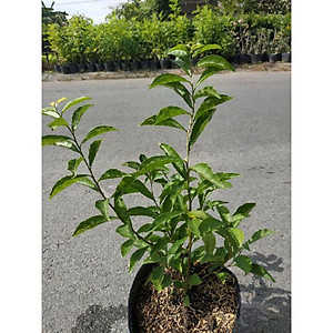 Cây Hoa Lài Nhật - Hoa Nhài Nhật (hoa chuyển màu) + tặng phân bón cho cây