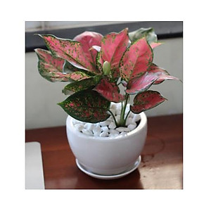 Cây Vạn Lộc - cây cảnh mini để bàn + tặng phân bón cho cây