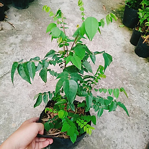 Cây Khế Ngọt - cây ăn quả + tặng phân bón cho cây