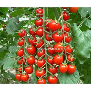 Hạt giống cà chua Cherry đỏ lai F1 Rado 640 - 0.1gr - Trái hình trứng, thịt dày, cứng, sinh trưởng vô hạn