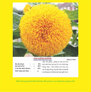 Hạt giống Hoa Hướng Dương cánh kép thân lùn VTP99