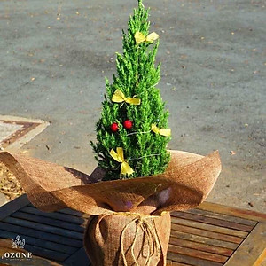 Cây sơn tùng trang trí noel cao 40-50 cm (ảnh thật số 2)