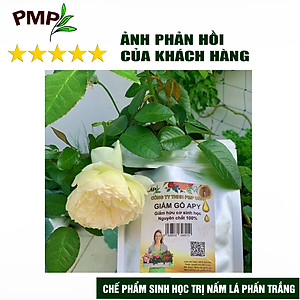 Combo Green Neem Hữu Cơ, Chế Phẩm Vi Sinh Biomic & Giấm Gỗ Sinh Học APY PMP Bảo Vệ Toàn Diện Hoa Hồng, Rau, Cây Cảnh