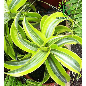 Cây Phát Tài Mỹ - Cây cảnh phong thủy + Tặng phân bón cho cây