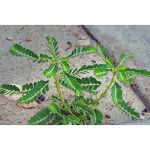 Bài thuốc từ cây chó đẻ răng cưa