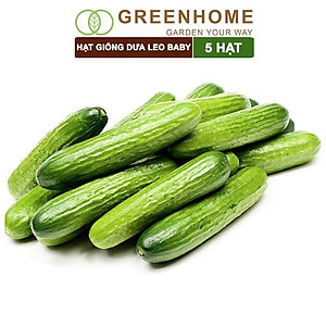 Hạt Giống Dưa Leo Baby Greenhome, Gói 5 Hạt, Trái Suôn Dạng Chùm Giòn Ngọt, Dễ Trồng Quanh Năm, Năng Suất Cao T01