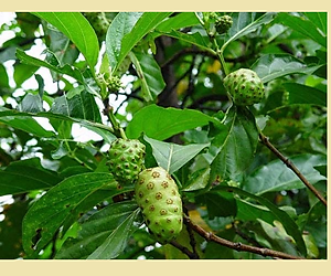 Đặc Sản Kon Tum - Quả nhàu khô tăng cường sức khỏe - Bịch 1kg - OCOP 3 Sao