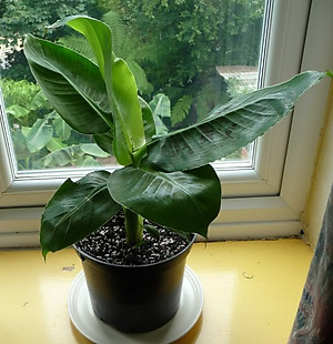 Bộ 1 gói hạt giống Chuối mini