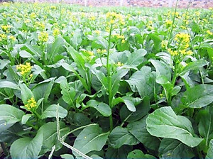 Hạt giống cải ngọt bông Rạng Đông (Cải ngồng) HGCRD55