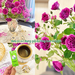  (COMBO 30 GÓI) GÓI DƯỠNG HOA TƯƠI LONGLIFE CỦA ISRAEL GIỮ HOA TƯƠI LÂU GẤP 2 LẦN VÀ 14 NGÀY KHÔNG THAY NƯỚC MỚI