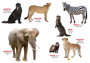 Từ Điển Bằng Tranh - Thế Giới Động Vật (Tái Bản)