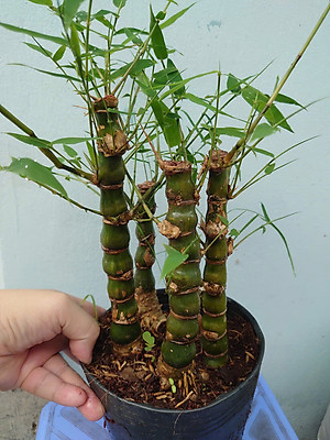 Cây Trúc Quan Âm - Trúc Phật Bà - Cây trúc đùi gà - cây tre đùi ếch