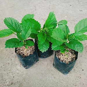 Cây Hoa Đại Cát - cây cảnh đẹp + tặng phân bón cho cây