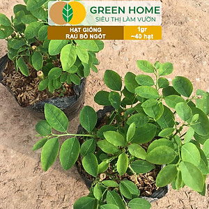 Hạt Giống Rau Bồ Ngót Greenhome, Gói 0,5g, Dễ Trồng Quanh Năm, Nảy Mầm Cao, Thu Hoạch Nhanh, Năng Suất Cao R18