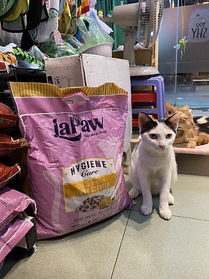 TÚI 10L - CÁT VỆ SINH - ĐẤT SÉT MIX THAN HOẠT TÍNH THƯƠNG HIỆU LAPAW CHO MÈO TÚI 10L - BAO BÌ MỚI