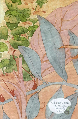 Sách Từ Những Hạt Mầm: Kiến Đen Tìm Mè