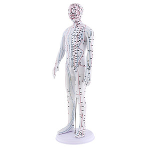 Male and Female Acupuncture Model 20 inches with Chinese Points
