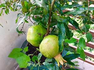 1L Phân Hữu Cơ Vi Sinh pha ra 300L Bón Rau, Hoa Cảnh & Cây Ăn Trái