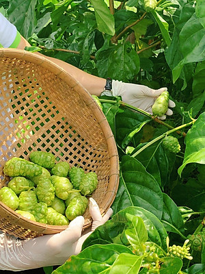 Nước cốt trái nhàu SK Noni Juice Premium 375ml