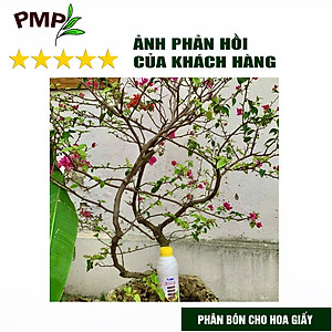 Phân bón hoa giấy Flymic PMP giúp kích hoa, lặp hoa nhanh, sai hoa, hoa nở đồng loạt chai 1 lít