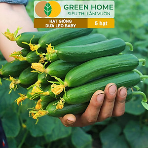 Hạt Giống Dưa Leo Baby Greenhome, Gói 5 Hạt, Trái Suôn Dạng Chùm Giòn Ngọt, Dễ Trồng Quanh Năm, Năng Suất Cao T01