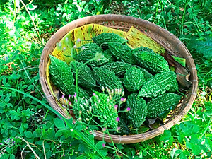 Hạt giống khổ qua rừng F1 trái Ngắn giống kháng sâu bệnh - nảy mầm khỏe VTS70