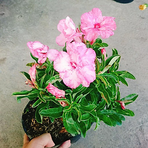 Cây Hoa Sứ Kỳ Duyên - cây cảnh để bàn + tặng phân bón cho cây