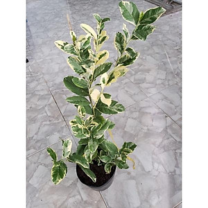 Cây Chanh Cẩm Thạch (Không hạt) - cây ăn quả + tặng phân bón cho cây