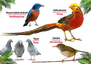 Sách Từ Điển Bằng Hình - Thế Giới Loài Chim (Song Ngữ Anh - Việt)