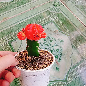 Xương Rồng Hồng Ngọc - cây cảnh để bàn