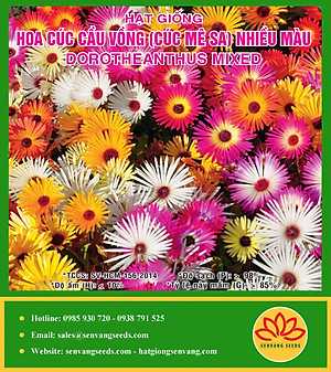 Hạt Giống Hoa Cúc Cầu Vồng, Cúc Mesa Gói 0.2gram - Hạt Giống Sen Vàng