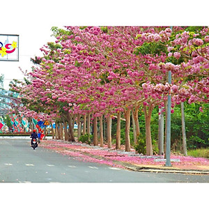 Cây Kèn Hồng - cây cảnh vườn + tặng phân bón cho cây