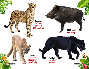 Sách Từ Điển Bằng Tranh - Thế Giới Động Vật