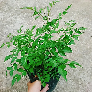 Cây hồng thiên hương (cây leo) - cây cảnh đẹp + tặng phân bón cho cây