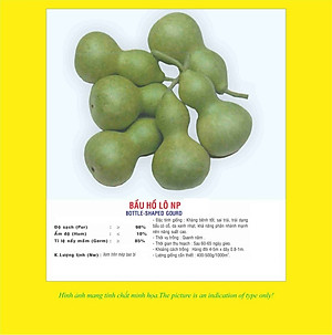 Hạt giống bầu Hồ Lô giống khỏe kháng bệnh năng suất cao VTP02