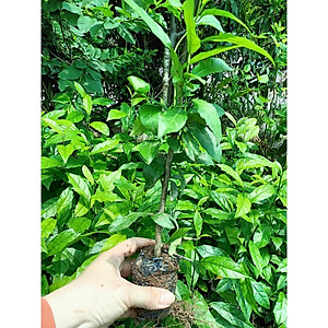 Combo 5 cây giống xạ đen