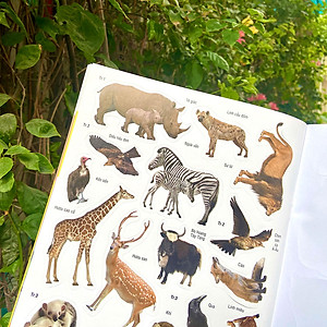 Sách Dán hình nhận biết động vật - Động vật hoang dã