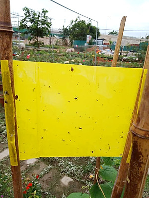 Bộ 5 mét Keo bẫy ruồi đục trái, bẫy bọ trĩ, bọ phấn, sâu vẽ bùa và bẫy các côn trùng khác của Israel với thời gian trên 6 tháng 