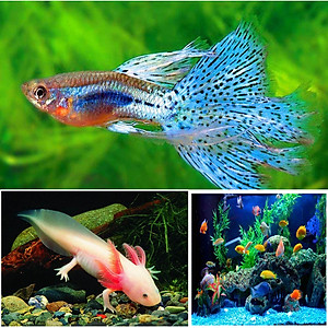 Thức Ăn Cho Cá CLEAN FOOD ( 500GR) Cao Cấp, Phù Hợp Mọi Loại Cá Cảnh, Giàu Dinh Dưỡng, Giúp Cá Lớn Nhanh, Lên Màu Đẹp