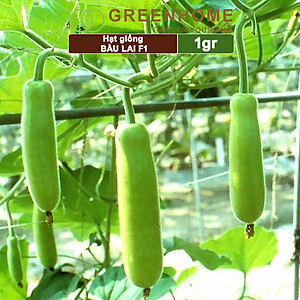 Hạt Giống Bầu Lai Greenhome, Gói 1gr~10 hạt, Dễ Trồng Quanh Năm, Nảy Mầm Cao, Thu Hoạch Nhanh, Năng Suất Cao T09