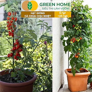 Hạt Giống Cà Chua Greenhome, Gói 0.1gr~25 hạt, Chịu Nhiệt, Trồng Chậu, Ra Nhiều Quả, Cây Sinh Trưởng Nhanh T15