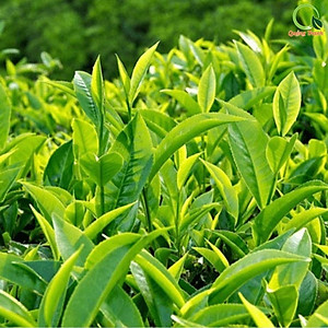 Bột Trà Xanh Sấy Lạnh Nguyên Chất Quảng Thanh Hộp 45g  - Đắp mặt làm dịu da, kháng khuẩn, kháng viêm, giảm cân