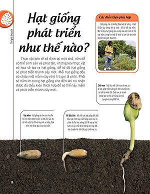 Bách Khoa Thư Về Thế Giới Thực Vật - Cây, Lá, Hoa Và Hạt