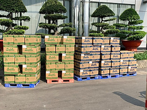 Thùng 25 Gói Loại 75Gram, Bánh Tráng Gạo Mè Cao Cấp Nướng Sẵn Sachi