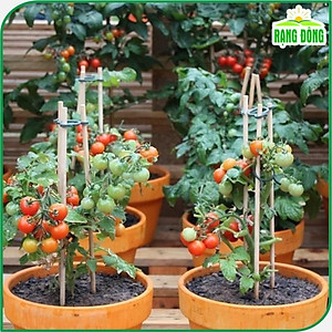 Hạt giống Cà Chua Bi Lùn - Hạt giống Rạng Đông