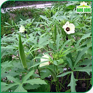 Hạt giống Đậu Bắp Cao Sản, Trồng Quanh Năm, Dễ Chăm Sóc (gói 20 gram) - Hạt giống Rạng Đông