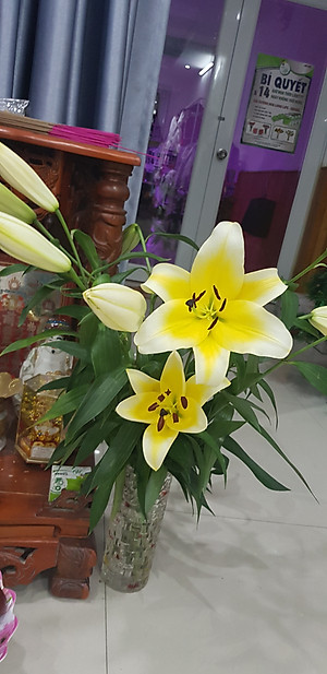  (COMBO 30 GÓI) GÓI DƯỠNG HOA TƯƠI LONGLIFE CỦA ISRAEL GIỮ HOA TƯƠI LÂU GẤP 2 LẦN VÀ 14 NGÀY KHÔNG THAY NƯỚC MỚI