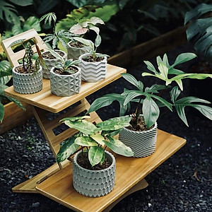 Chậu trồng sen đá , xương rồng, bonsai cây cảnh bằng xi măng Model Origami hình trụ tròn 11x8.5cm- Cement pots handmade Vintage / gift