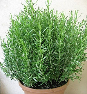 Hạt giống cây Hương Thảo Rosemary - Mê điệt hương VTS191